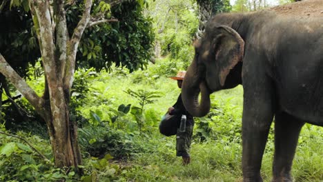 Thai-elephant-with-mahout-Thai-elephant-with-mahout