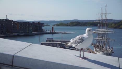 Seagull-walking-in-front-of-camera