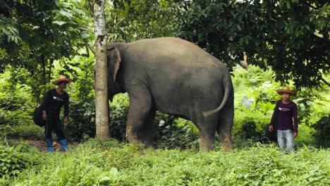 Thailändischer-Elefant-Und-Ihr-Mahout-Suchen-Zuflucht-Im-Schatten-Neben-Einem-Baum