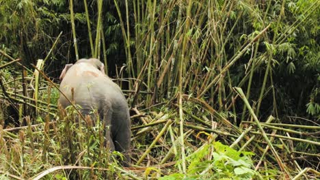Thailändischer-Elefant-Im-Bambuswald