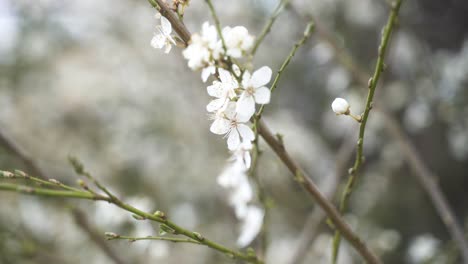 A-close-up-of-delicate,-white-flowering-flowers-on-a-branch-with-buds-that-blow-gently-in-the-wind-on-a-beautiful-spring-day