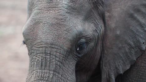 Wrinkled-Face-Of-Baby-Elephant