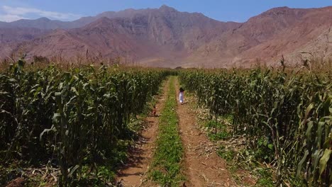 Girl-Running-Freely-Middle-Of-Green-Plantation-In-Agriculture-Farm,-Chancay,-Lima