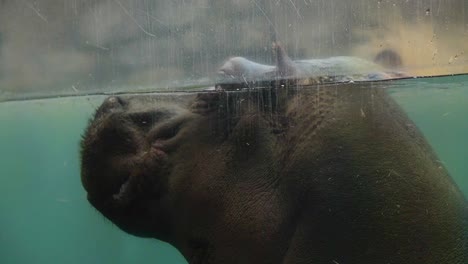 Close-up-hippo-head-swimming-in-clear-blue-water-in-animal-park-behind-safety-glass