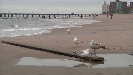 Four-Seagulls-On-Beach-With-People-In-The-Distant-Background-Along-With-Pier