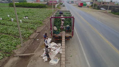 Farmers-Loading-Green-Fresh-Vegetables-In-Truck,-Chancay,-Lima,-Peru