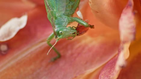 A-close-up-shot-of-a-green-great-grasshopper-head-eating-an-orange-blossoming-flower