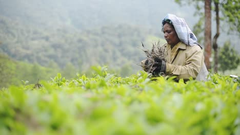 Eine-Tamilische-Arbeiterin-Zieht-Die-Getrockneten-Blätter-Und-Zweige-Zwischen-Den-Teebüschen-In-Munnar,-Indien,-Heraus-–-Mittlere-Aufnahme