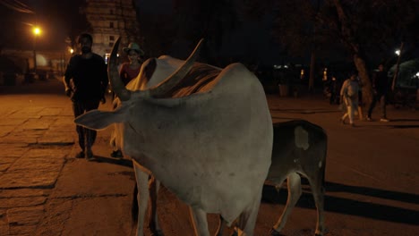 Holy-Cows-in-front-of-Virupaksha-Temple-being-blessed-by-locals,-Indian-Street-at-Night