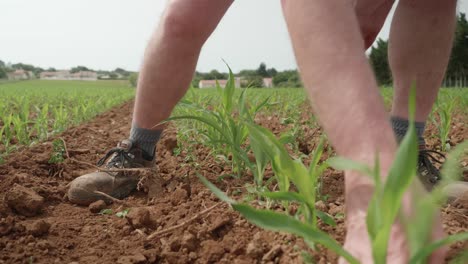 Farmer-Using-Fingers-To-Straighten-Out-Soil-Alongside-Seeded-Plants