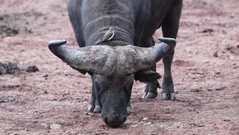 Afrikanischer-Büffel,-Der-Auf-Dem-Boden-Weidet,-Mit-Madenhackervogel-Auf-Dem-Rücken