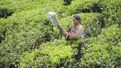 A-tea-picker-woman-trimming-the-green-bushes-in-a-tea-plantation-in-Munnar,-India---close-up