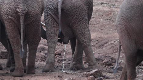 Rückansicht-Eines-Jungen-Afrikanischen-Buschelefanten,-Der-In-Aberdare,-Kenia,-Auf-Den-Boden-Pinkelt