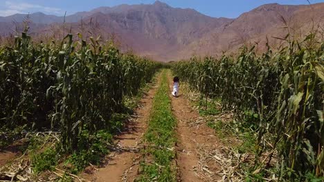 Girl-Running-Freely-Middle-Of-Green-Plantation-In-Agriculture-Farm,-Chancay,-Lima