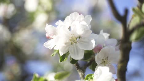 Eine-ästhetische-Aufnahme-Eines-Wunderschönen,-Farbenfroh-Blühenden-Apfelbaums-Im-Garten