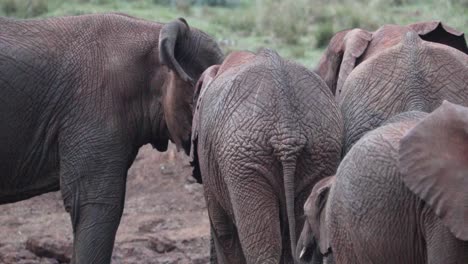 Grupo-De-Elefantes-Africanos-De-Monte-Vagando-En-La-Naturaleza-Del-Parque-Nacional-De-Aberdare,-Kenia,-África-Oriental