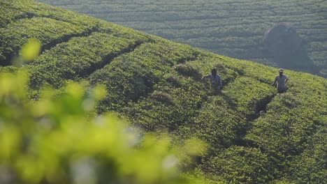 Tamilische-Arbeiter-Pflücken-Und-Ernten-Blätter-Auf-Teeplantagen