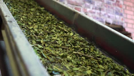 Factory-processed-yerba-mate-leaves,-otherwise-known-as-Paraguayan-holly,-running-on-a-belt,-Misiones-Jardi-n-Ame-rica