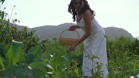 Lady-Holding-Wooden-Basket-Harvests-In-Green-Plantation-Field-Under-Sunlight-,-Lima,-Peru