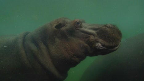 Two-hippos-swimming-underwater-in-animal-park-behind-safety-glass