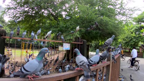 Flock-Of-Pigeons-At-The-Playground-Park-In-Mumbai,-India---slow-motion