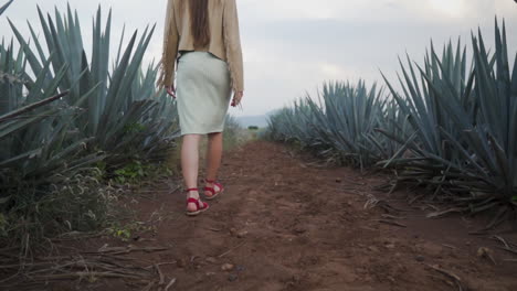 Woman-elegantly-walking-through-agave-plantation,-in-Mexico---Low-ground-slow-motion-medium-shot
