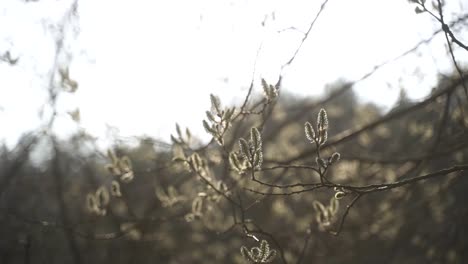 The-4k-video-shows-an-aesthetic-close-up-of-a-flowering-branch-on-a-tree,-which-moves-feather-light-in-the-spring-wind