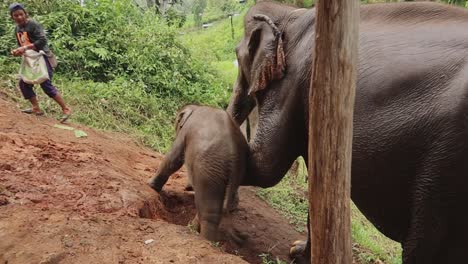 Eine-Elefantenmutter-Lehrt-Ihr-Kalb-Und-Passt-Auf-Es-Auf,-Während-Es-über-Den-Rutschigen-Schlamm-Stolpert