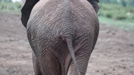 Rückseite-Eines-Afrikanischen-Buschelefanten-Mit-Faltiger-Haut,-Der-Beim-Gehen-Mit-Dem-Schwanz-Wedelt