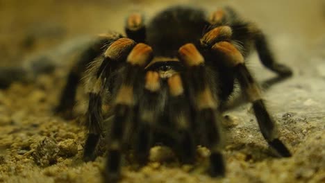 Close-up-shot-of-hairy-tarantula-in-sandy-environment