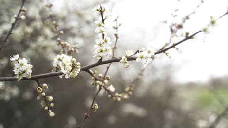 Eine-Nahaufnahme-Wundervoller,-Weiß-Blühender-Blumen-Auf-Einem-Zweig-Mit-Knospen,-Die-An-Einem-Schönen-Frühlingstag-Sanft-Im-Wind-Wehen