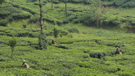 Group-Of-Tamil-Workers-Plucking-Lush-Green-Leaves-From-The-Tea-Plantations-In-The-Mountains-At-Munnar,-Kerala,-India