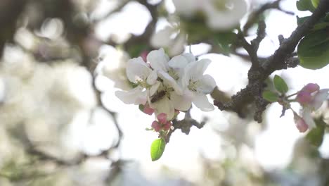 An-aesthetic-shot-of-a-beautiful-blossoming-apple-tree,-which-is-pollinated-by-a-bee-on-a-beautiful-spring-day
