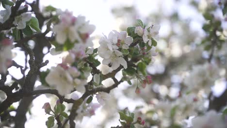 An-aesthetic-shot-of-a-beautiful-blossoming-apple-tree,-which-is-pollinated-by-a-bee-on-a-beautiful-spring-day