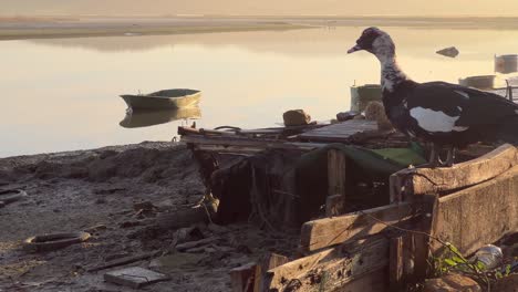 A-goose-perched-on-a-fence-looking-out-over-a-muddy-river-in-a-run-down-fishing-village