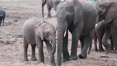 Familia-De-Elefantes-Con-Cría-En-El-Parque-Nacional-De-Aberdare,-Kenia,-África-Oriental