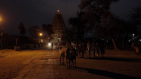 Holy-Cows-in-front-of-Virupaksha-Temple,-Indian-Street-at-Night