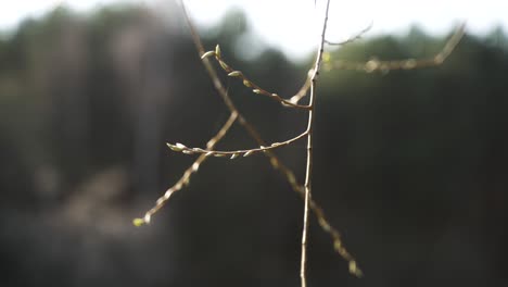 The-4k-video-shows-an-aesthetic-close-up-of-a-flowering-branch-on-a-tree-in-spring
