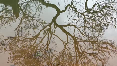 Luftdrohnenkamera-Filmaufnahme:-Der-Schatten-Eines-Hohen-Baumes-Fällt-In-Das-Reiswasser-Und-Das-Wasser-Fließt