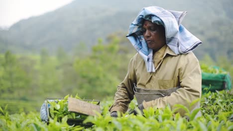 Tamil-Worker-Plucking-And-Trimming-Fresh-Tea-Leaves