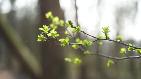 Das-Video-Zeigt-Einen-Farbenfrohen,-Blühenden-Zweig,-Der-Sich-ästhetisch-Und-Ruhig-Im-Frühlingswind-Bewegt