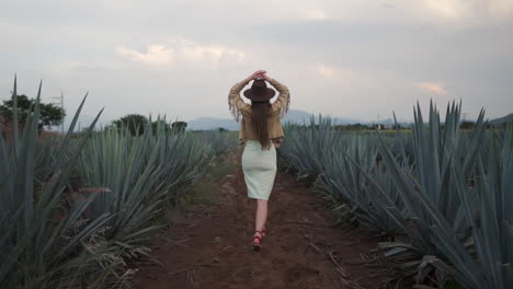 Backview-of-young-attractive-woman-with-arms-raised-walking-through-Tequila-pineapples-fields-in-Mexico---Wide-slow-motion-follow-shot