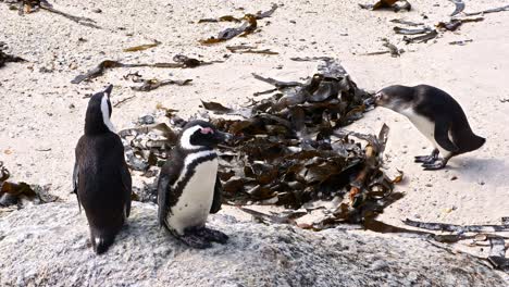 Los-Pingüinos-Africanos-Disfrutan-Del-Sol-En-La-Playa.