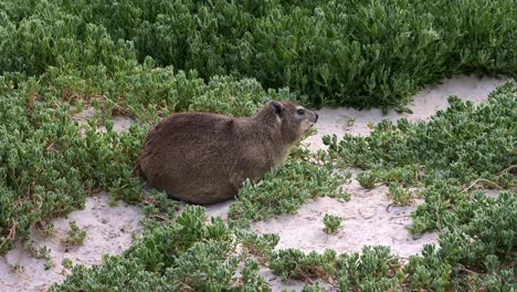Rock-hyrax-on-the-beach-among-the-vegetation,-close-up