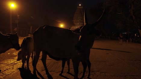 Holy-Cows-in-front-of-Virupaksha-Temple,-Indian-Street-at-Night