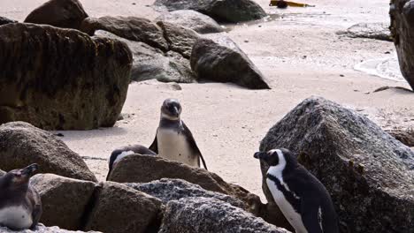 Afrikanische-Pinguine-Suchen-Sich-Einen-Platz-Zwischen-Den-Felsen
