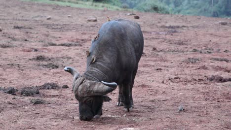 African-Cape-Buffalo-With-Perching-Oxpecker-Birds-Feeds-On-The-Mountains-Of-Kenya,-East-Africa