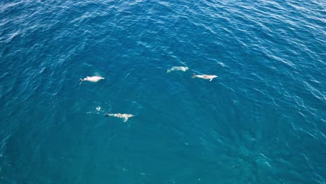 Paisaje-De-Vida-Silvestre-Con-Delfines-En-El-Parque-Nacional-Noosa-Heads-En-Queensland,-Australia