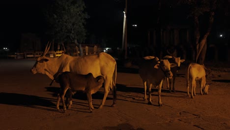 Heilige-Kühe-Auf-Der-Indischen-Straße-In-Der-Nacht