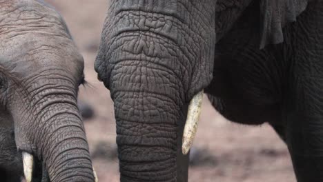 Nahaufnahmeporträt-Eines-Afrikanischen-Buschelefanten